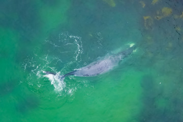 Naklejka premium Gray whale in shallow ocean. Whale