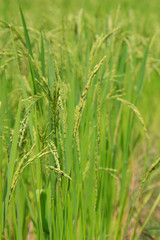 Fototapeta na wymiar Rice fields are blooming in Thailand.