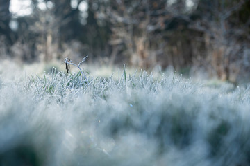 Frosty Grass Spikelets Shallow Depth of Field