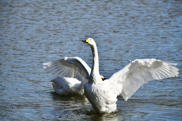 白鳥の飛来地