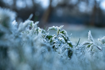 Nettle Leaves in Morning Frost
