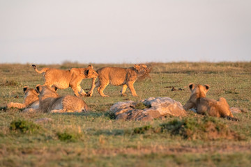 A lion cub plays with a tuft of grass while its sibling grabs onto his tail.  Three other cubs look on.  Image taken in the Masai Mara, Kenya.