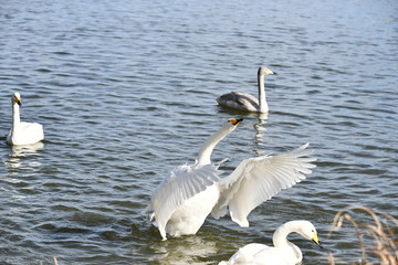 白鳥の飛来地