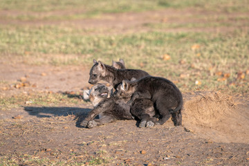 Very young hyena cubs sit in the sunshine, playing outside of their den. Image taken in the Maasai Mara, Kenya.	