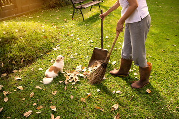The woman sweeping leaves fall to the ground lawn. at home in morning with  cute dog and sunlight...