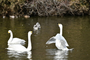 白鳥の飛来地