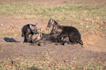 Very young hyena cubs sit in the sunshine, playing outside of their den. Image taken in the Maasai Mara, Kenya.	