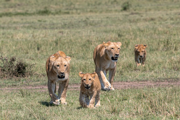 Female lions (lioness) walking with their cubs.  Image taken in the Masai Mara, Kenya.