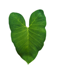 Single Fresh tropical green leaf of Elephant ear plant isolated on white background without shadow