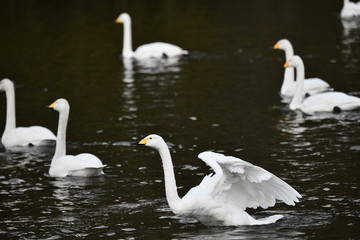 白鳥の飛来地