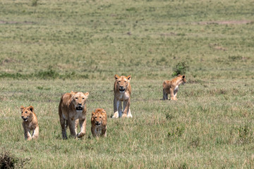 Female lions (lioness) walking with their cubs.  Image taken in the Masai Mara, Kenya.
