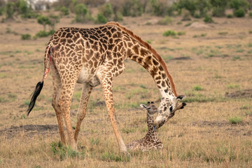Naklejka na ściany i meble A mother giraffe bends down to care for her newborn calf. Image taken in the Maasai Mara National Reserve, Kenya.