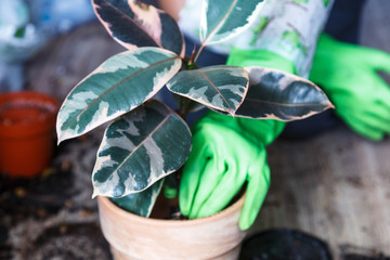Green plants with big leaves in the pots after repotting on the table. Green home flowers, indoor decoration.  Close up hands in yellow gloves repotting plants.