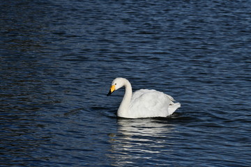 Fototapeta premium 白鳥の飛来地