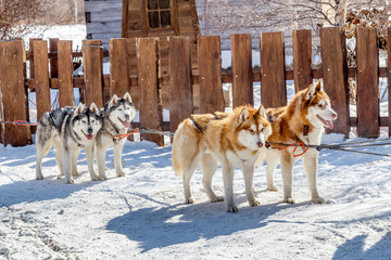 Siberian Husky, sled dogs in rural farm during winter season