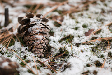 snow covered pine cone on grass and needles