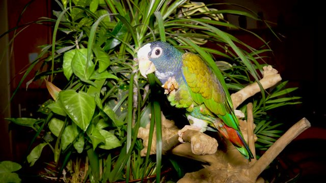 White-capped Pionus Parriot eating an almond with a plant background - domesticated pet bird