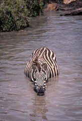 Fototapeta na wymiar Close up of a zebra swimming through the water in a river, casting a beautiful reflection. Image taken in the Masai Mara, Kenya.