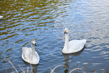 白鳥の飛来地