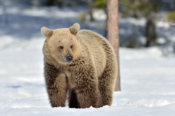 Obraz premium Brown bear with open mouth in winter forest. Front view. Scientific name: Ursus Arctos. Natural Habitat.