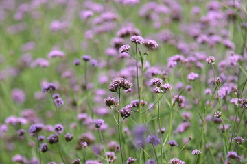 purple flowers in field
