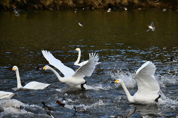 白鳥の飛来地