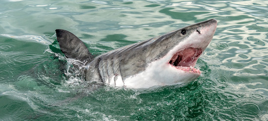 Naklejka premium Great white shark with open mouth. Attacking Great White Shark in the water of the ocean. Great White Shark, scientific name: Carcharodon carcharias. South Africa.