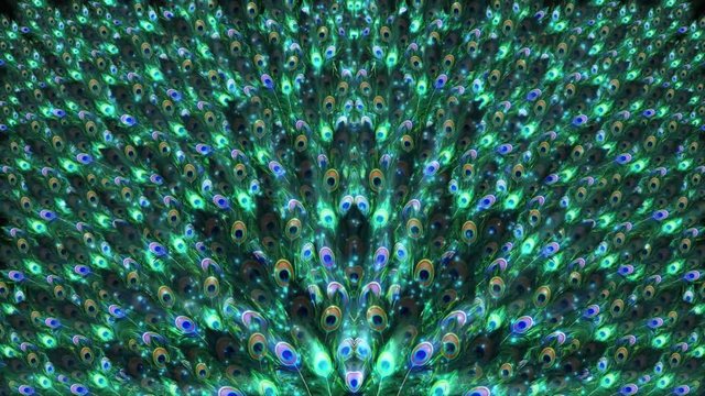 PEACOCK FEATHER MOTION BACKGROUND GRAPHICS