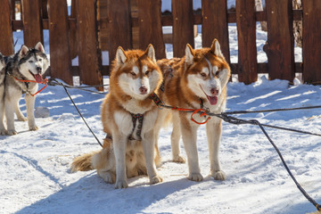 Siberian Husky, sled dogs in rural farm during winter season
