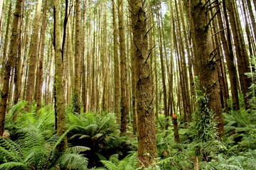 Obraz premium Redwoods of Otway National Park