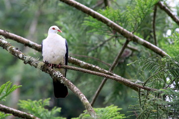 White-Headed Pigeon Perching