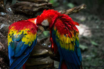 two multicolor parrots in love