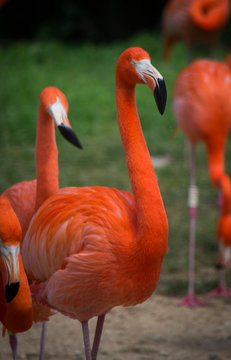 flamingo portrait in a zoo
