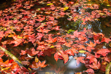 red autumn leaves in water