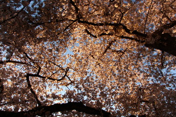 Cherry Blossom Golden Hour