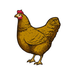 hen chicken poultry vector illustration