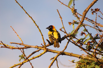 Yellow bird