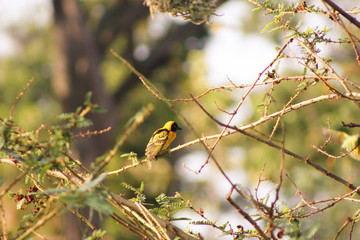 Yellow Bird