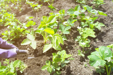 Strawberry Bush on a garden spatula on the background of the garden bed