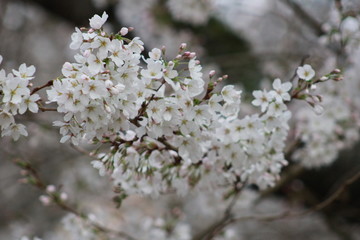 Cherry Blossoms