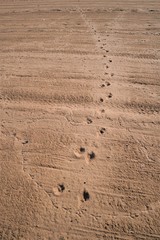 マリーナビーチの犬の足跡