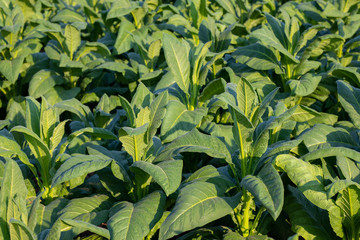 [Tobacco Thailand] View of young green tobacco plant in field at Nongkhai of Thailand.