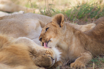 Lion Cub Licking Mom
