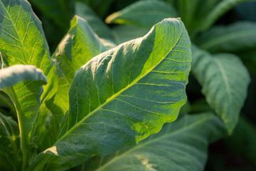 [Pest] Green leaf tobacco in a blurred tobacco field background.
