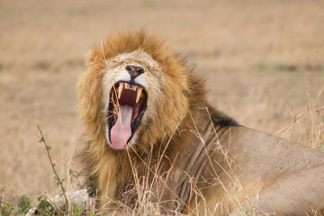 Male Lion Roaring