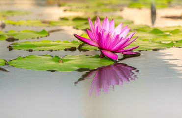 Vivid single pink lily