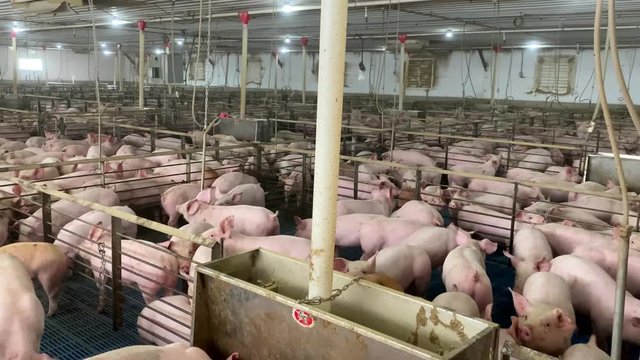 Massive crowded factory farm where pigs are fattened for pork industry, sprep zoo and biosecurity theme