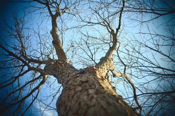 Trees from a Different Perspective