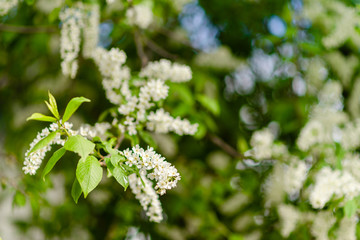 Fototapeta premium Blooming white Apple flower . Fruit tree blossom