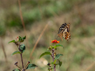 Butterfly on a bush 